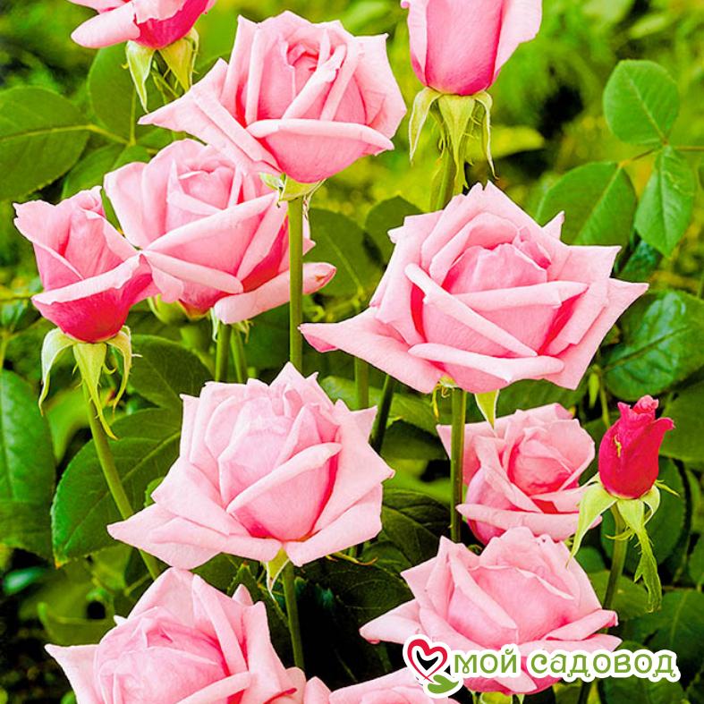 Роза Карина