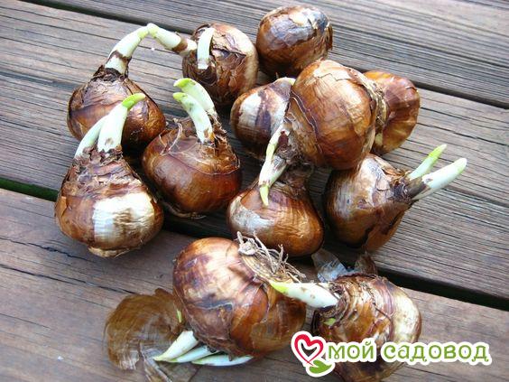 Нарцисс Айвери Дон